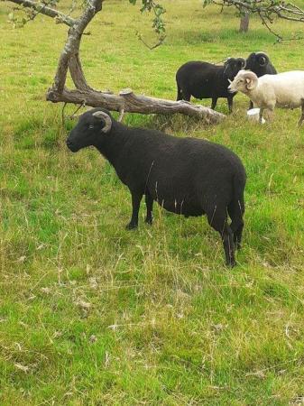 Image 2 of Black Welsh Mountain pedigree ram