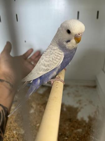 Image 3 of Aviary bred parent reared baby budgies.