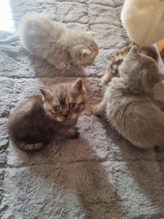 Image 12 of Full British short-haired kittens