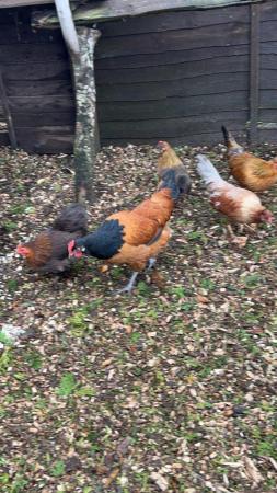 Image 2 of Large fowl and bantam hens available