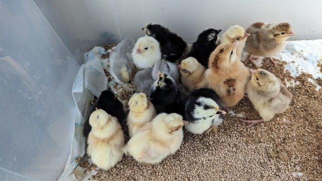 Image 1 of Polish Pekin and rir chicks looking for home