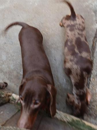 Poodle puppies for sale in Lincoln, Lincolnshire – 3 years old - Image 3 of 5