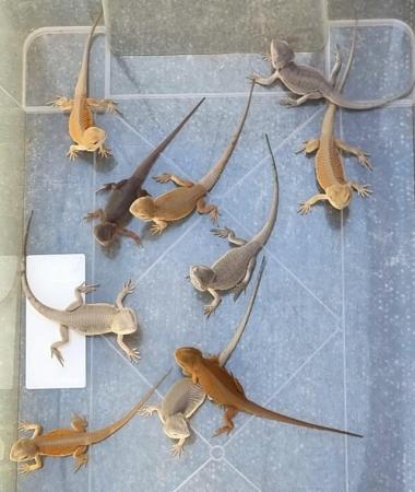 Image 1 of Baby Bearded Dragons various morphs
