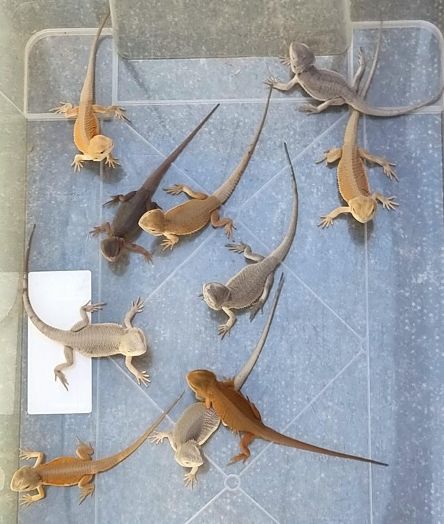Preview of the first image of Baby Bearded Dragons various morphs.
