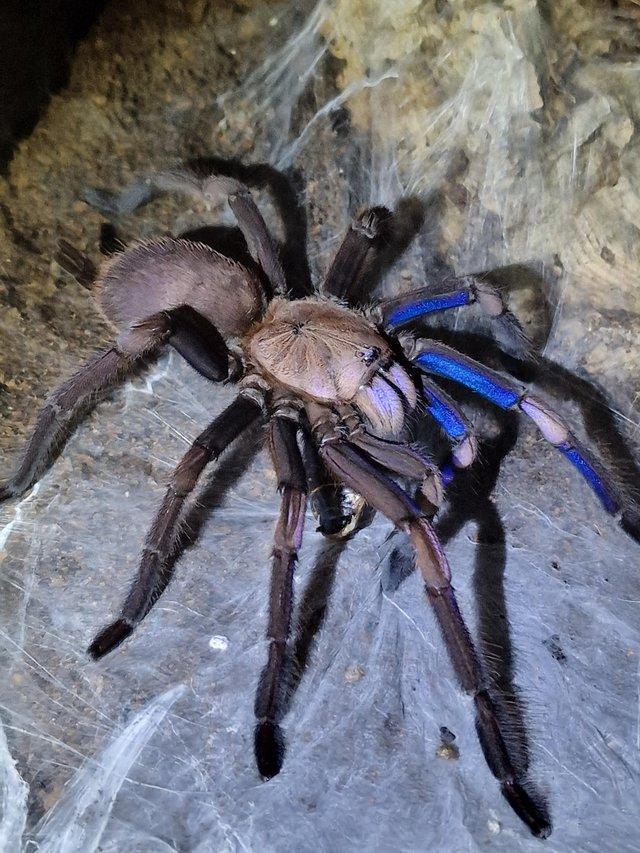 Preview of the first image of Bundle of 8 Tarantulas for sale.