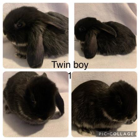 Image 5 of Holland lop cross continental lop