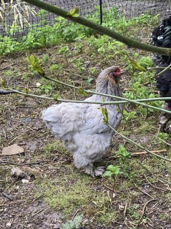 Image 7 of Different coloured Brahma hens