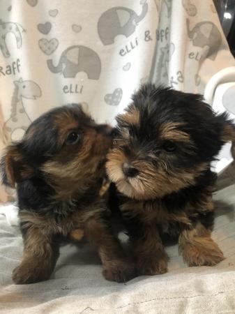 Image 4 of Yorkshire terrier puppies