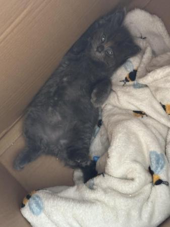 Image 6 of Grey kitten.. Last grey boy left