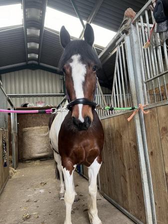 Image 1 of 14.3/15hh 5y/o mare for part loan