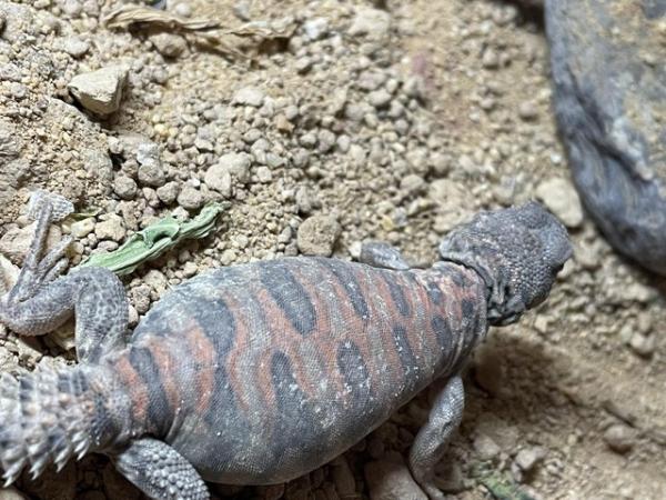 Image 7 of Baby Ornate Uromastyx for sale