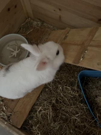 Image 2 of White and grey lion head bunny for sale
