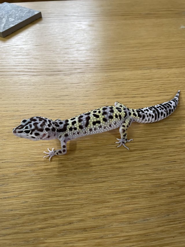 Preview of the first image of Leopard Geckos CB2023 for sale.