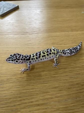 Image 1 of Leopard Geckos CB2023 for sale