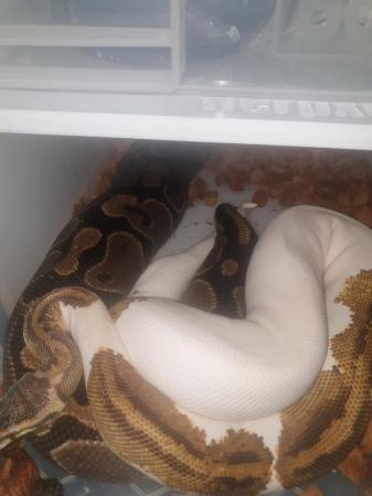 Image 2 of male yellow belly pastel pied