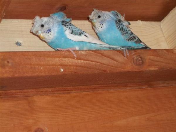 Image 12 of 2023 to 2024 HAGOROMO [HELICOPTER] BABY BUDGIES FOR SALE.