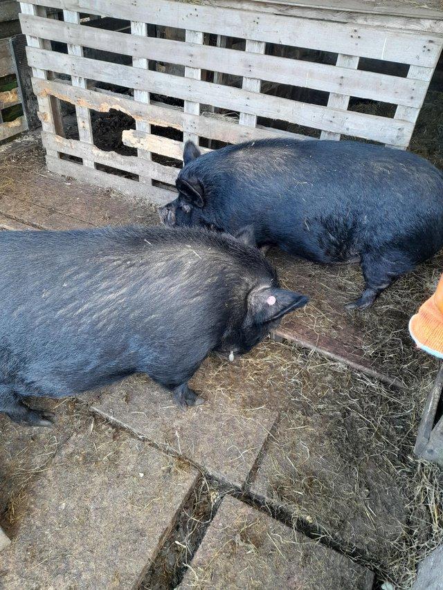 Preview of the first image of Kune kune Gilt Pigs for Sale.
