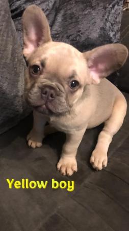 Image 3 of KC registered French Bulldogs READY NOW