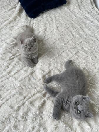 Image 5 of British Shorthair kittens GCCF