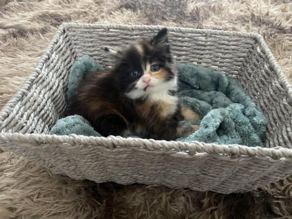 Image 9 of Beautiful kittens for sale