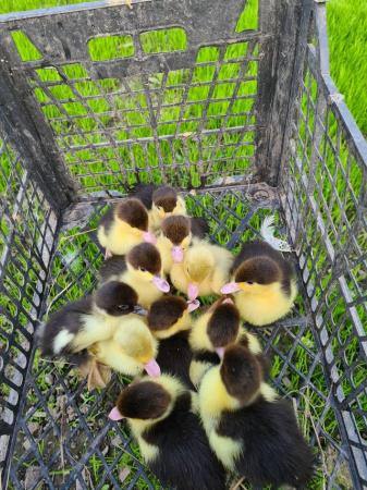Image 1 of Muscovy ducks for sale in Sheffield