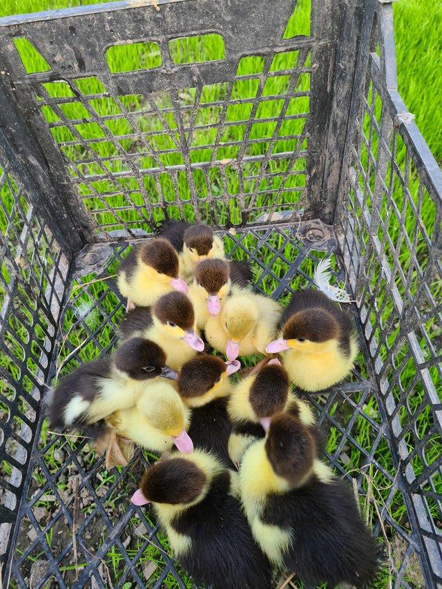 Preview of the first image of Muscovy ducks for sale in Sheffield.