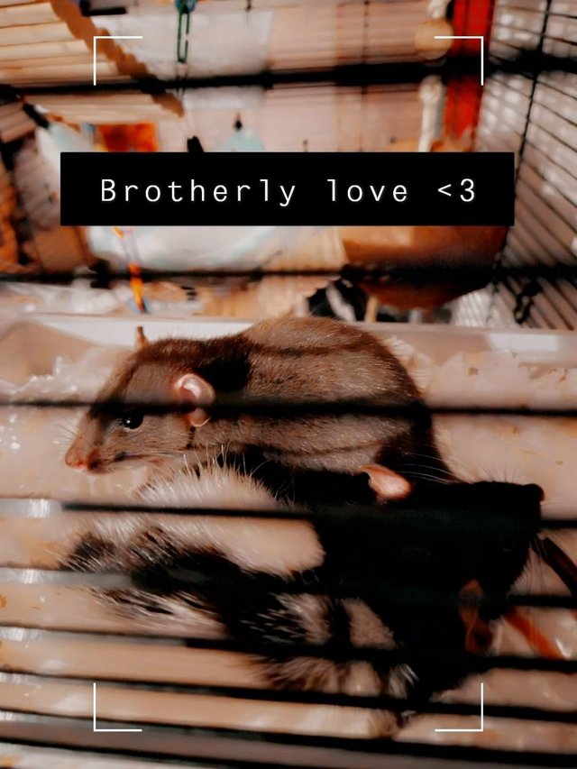 Preview of the first image of 6 month old duo male rats.