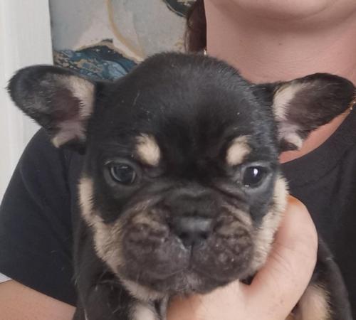 Image 2 of reduced qualityKc registered french bull dog puppies