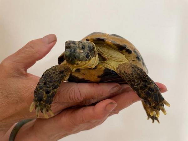 Image 4 of A pair of Horsfield male pet tortoises