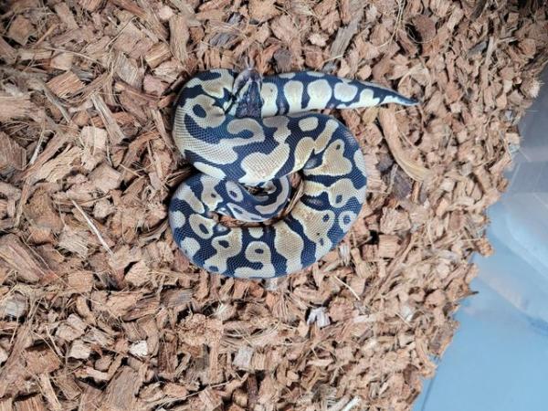 Image 5 of Cb23 female pastel royal python