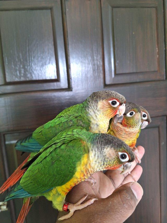 Preview of the first image of Handreared tame baby yellowsided green cheek conures - Males.