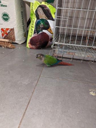Image 6 of Green cheeked conure breeding pairs
