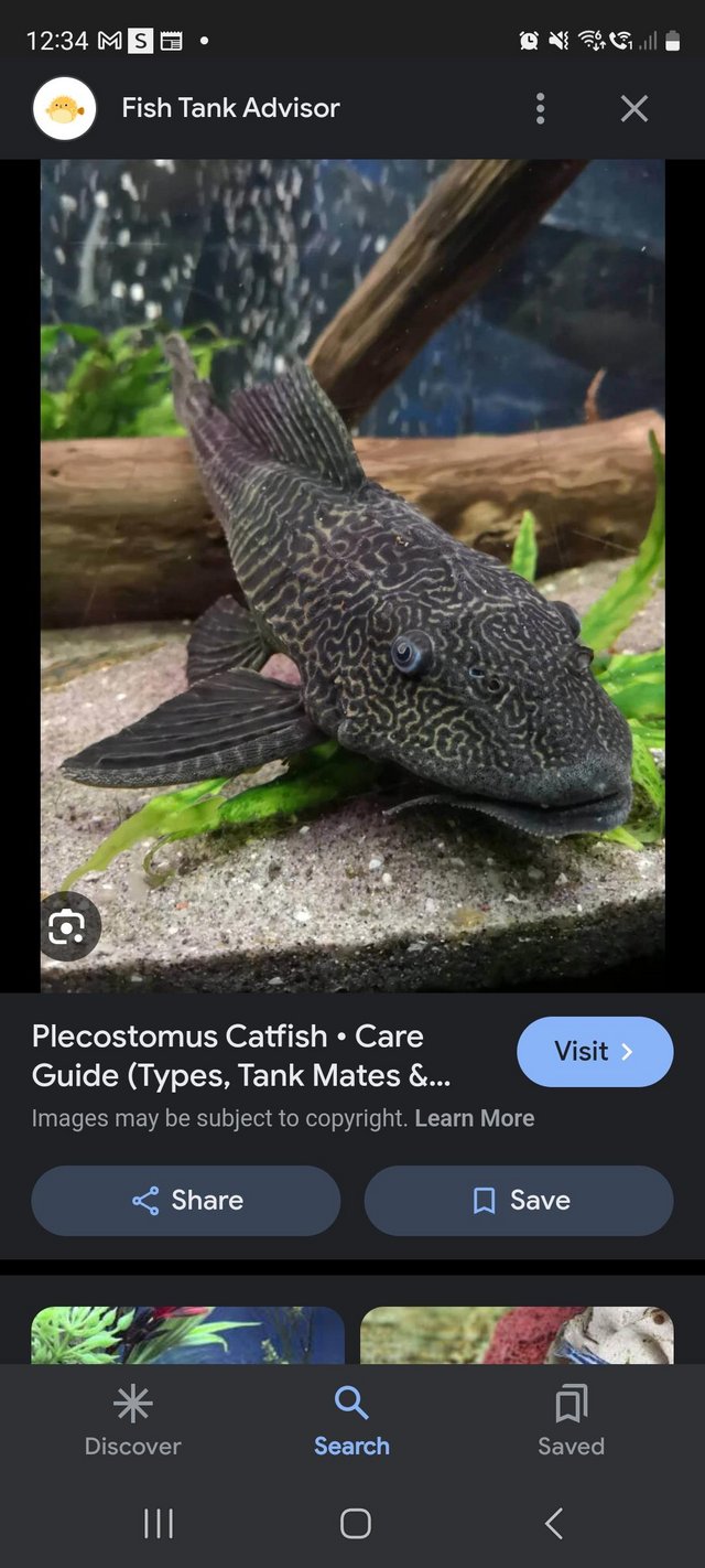 Preview of the first image of Two giant plecos 5foot tank home needed.