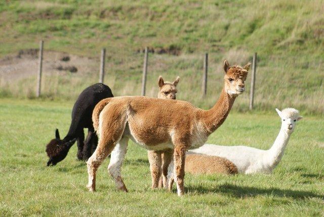 Image 9 of Alpaca Cirencester - to suit all budgets