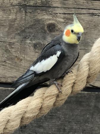 Image 2 of Beautiful pair of cockatiels in Lancashire