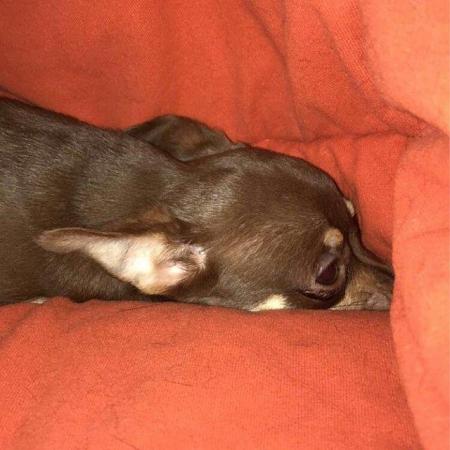 Image 1 of DELILAH - a Delectable, Miniature Chocolate Chihuahua Girl !