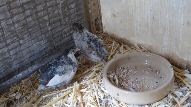 Image 1 of Chinese Painted Quail for sale Females