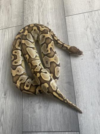 Image 5 of Proven Female butter royal python