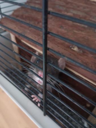 Image 2 of 2 Cute Female Rats (7 months old)