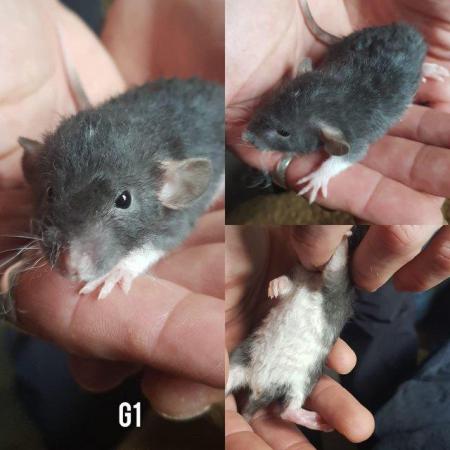 Image 4 of Rex smooth coat top eared dumbo baby rats