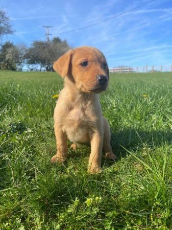 Image 23 of OUTSTANDING LITTER OF FOX RED AND YELLOW LABRADOR PUPPIES