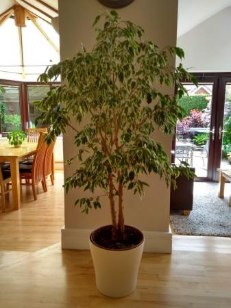 Image 2 of Ficus "Weeping Fig" House Plant