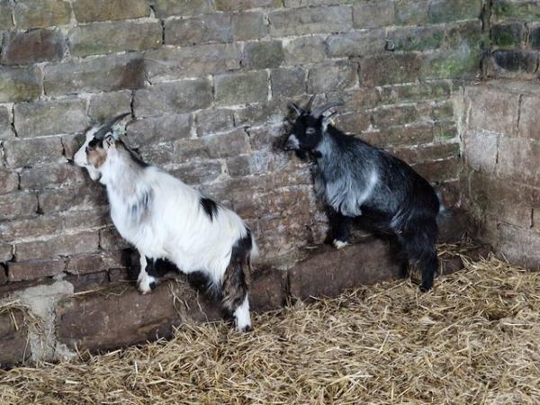 Image 3 of 12 month old pygmy weather goats