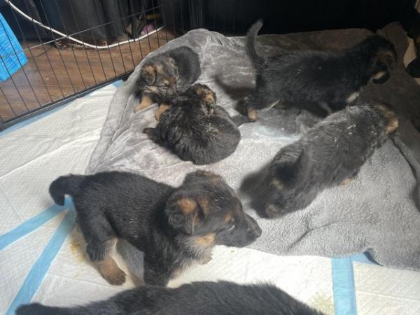 Image 10 of German Shepard puppies, born 15/05/24