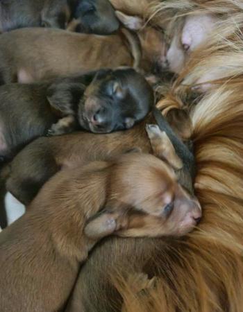 Image 4 of Outstanding Mini Long Haired Dachshunds