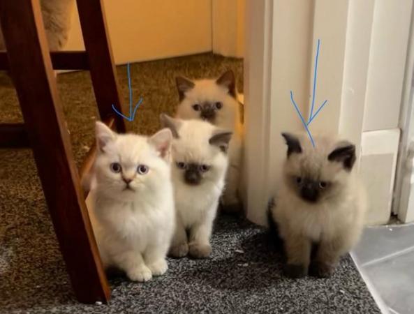 Image 3 of British Shorthair colourpoint kittens READY NOW