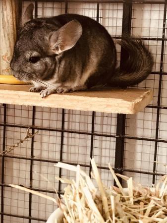 Image 3 of Chinchilla males for sale