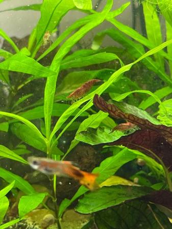 Image 4 of Red and Yellow cherry shrimps low to medium grade 6 for £10