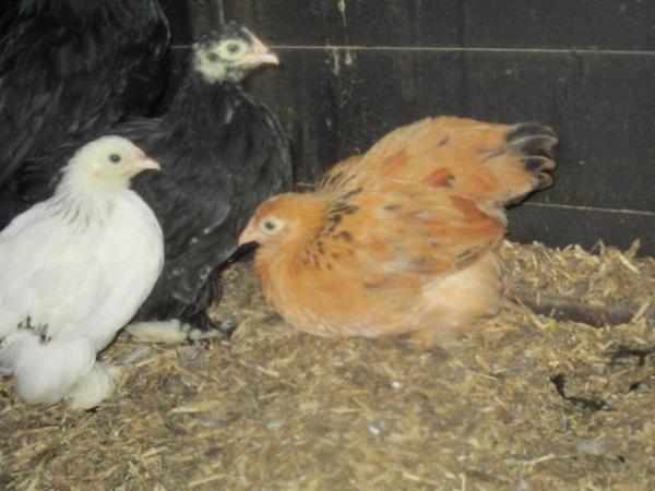 Image 3 of Pekin Bantams, various colours, and ages from day old on.