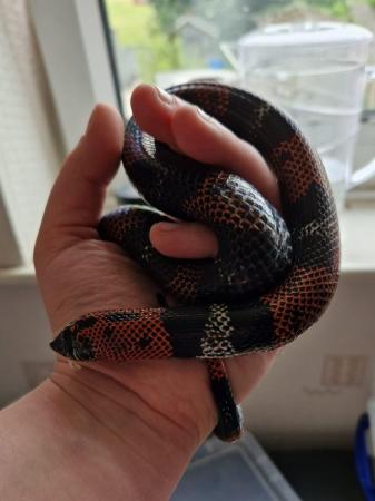 Image 6 of 2 year old tri-colour hognose male